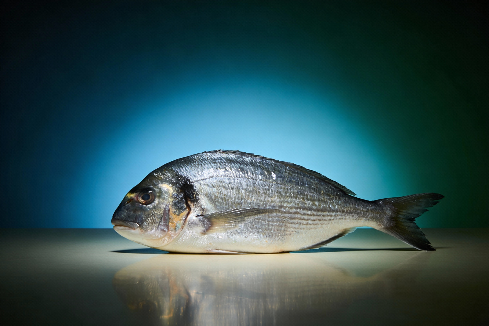 Fresh Sea Bream (Dorada)
