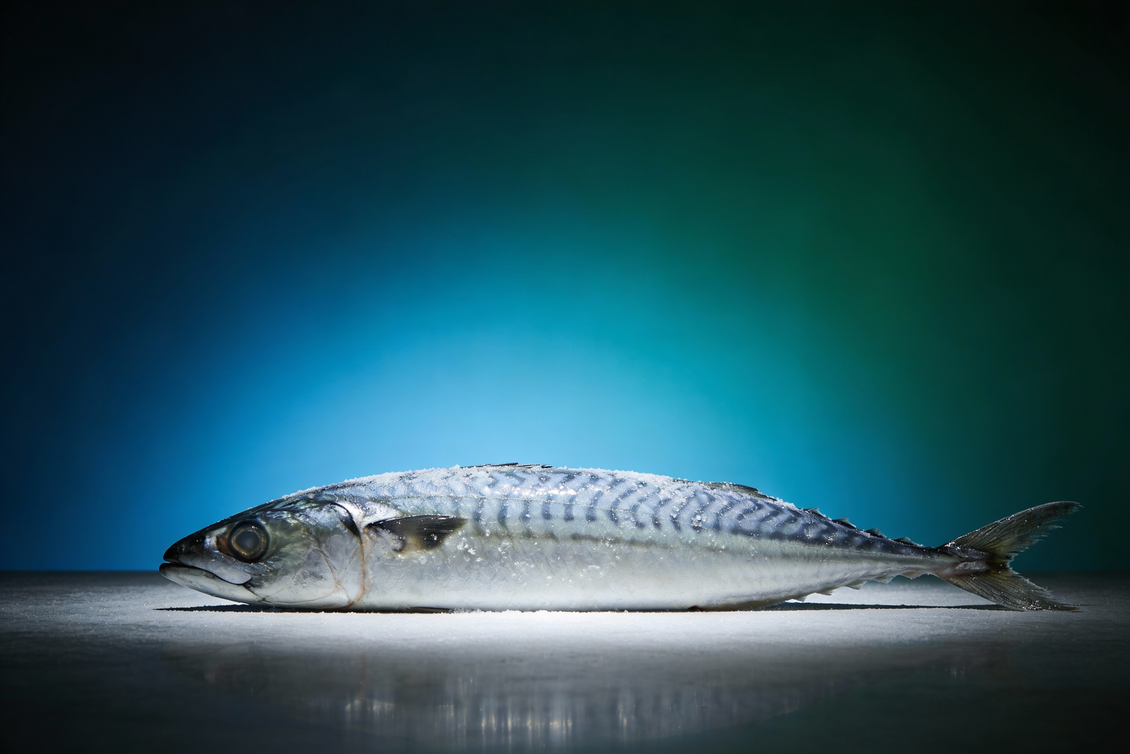 Frozen Horse Mackerel
