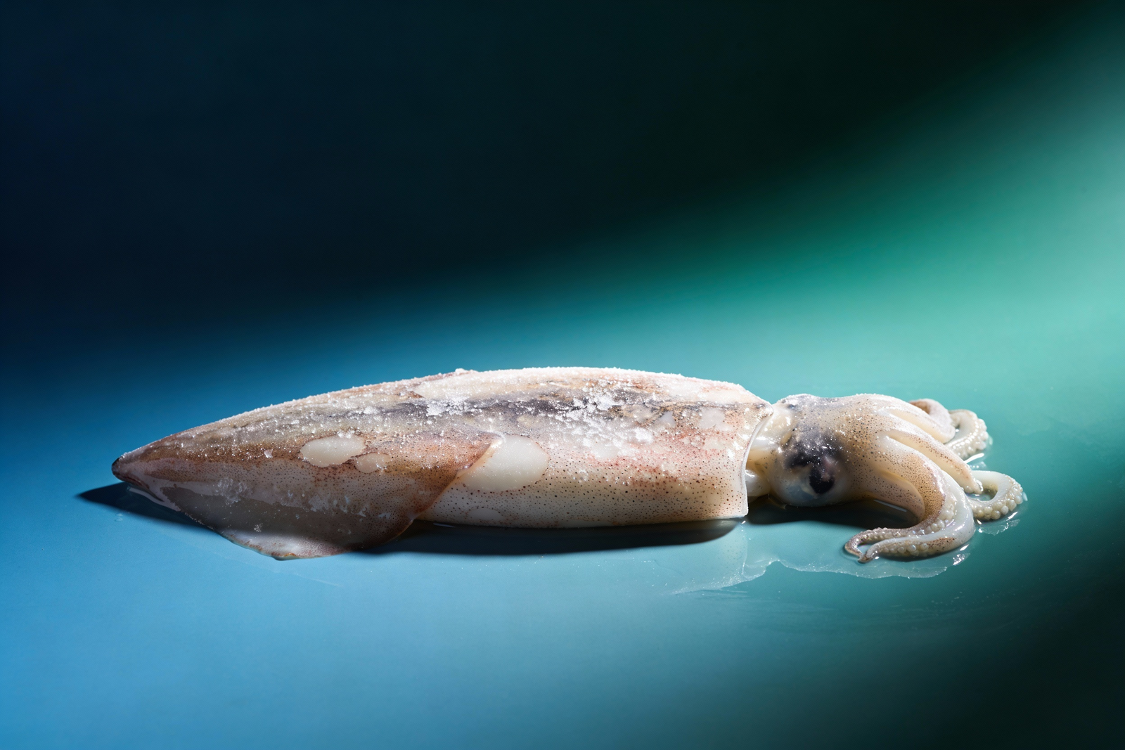 Frozen Squid (Loligo spp.)